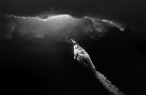 From an underwater viewing station, a penguin heads to the surface. The &ldquo;contrail&rdquo; is more visible than the scientists had been able to photograph. It solved the question as to how the contrail is formed, from air kept under the feathers, not the lungs. The photo appeared in a scientific journal article.